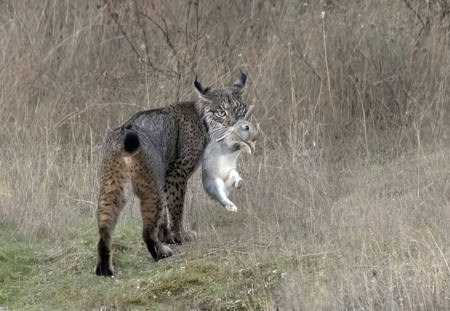 Lynx With Live Rabbit