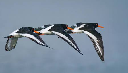 Flight Of The Oyster Catchers