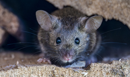 Do Luusst Eng Maischen