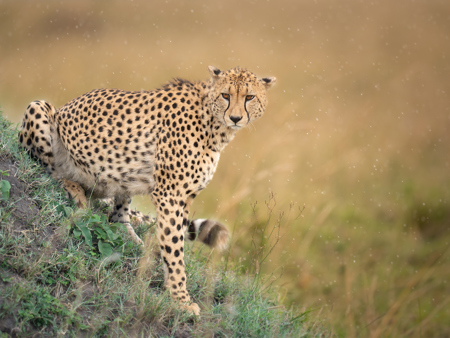 Heavy Rain In The Mara