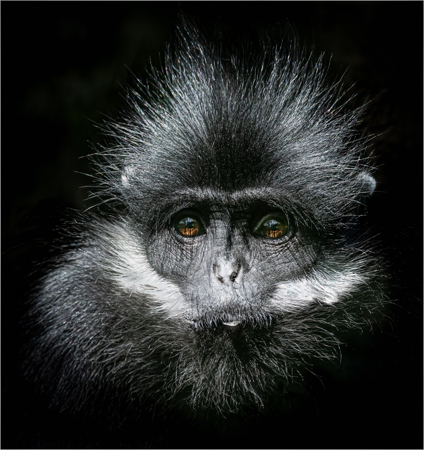 Le Langur De Francois