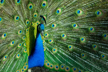 Colorful Peacock