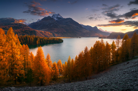 Golden Larches