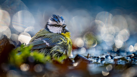 Mésange Bleue Au Bain De Bokeh