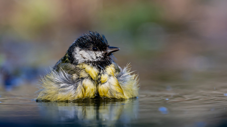 Mésange Charbonnière Au Bain