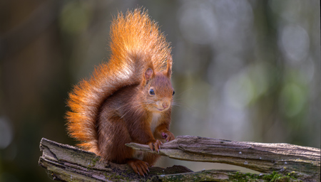 Le Lutin De La Forêt