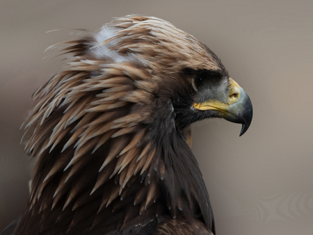 Paulus Cécile Aigle