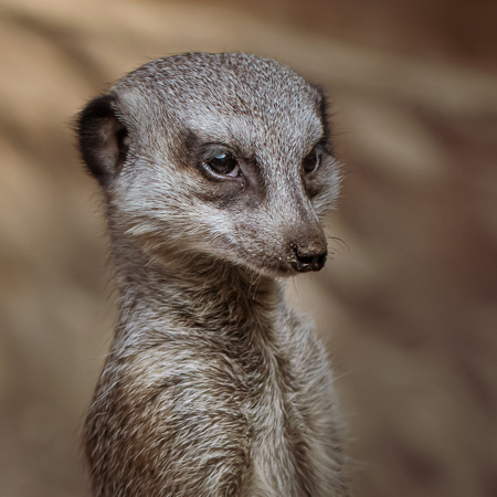 Suricate En Observation