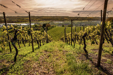 Grapevine