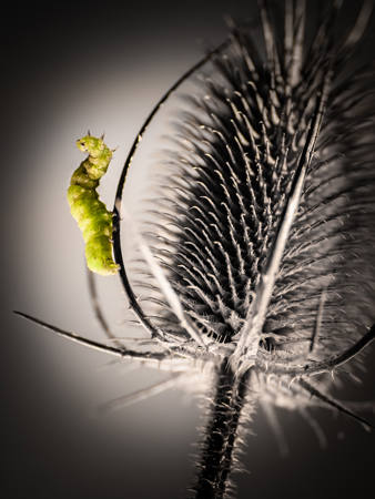 Prickly