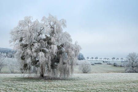 Arbre Givré
