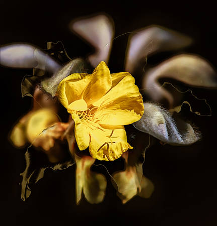 FLEURS 4