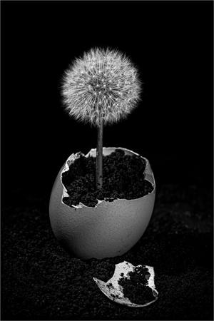 Dandelion Coming Out Of An Egg