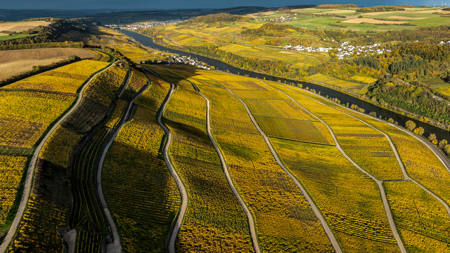 Wine Land