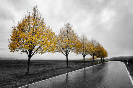 Yellow Trees