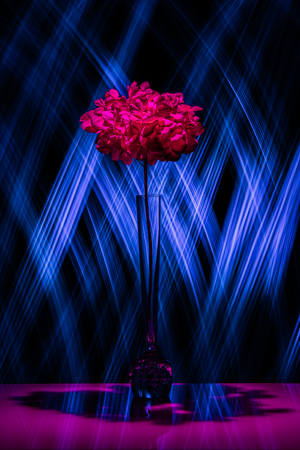 Hortensia