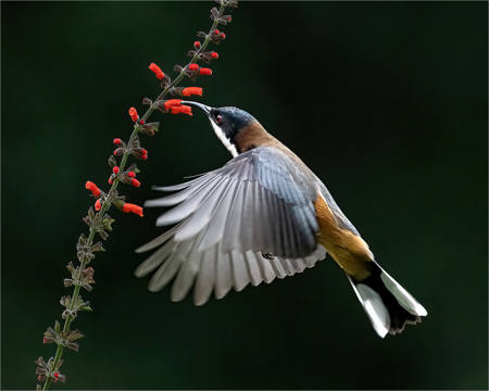 Eastern Spinebill