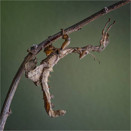 Macleay's Spectre Stick Insect