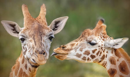 C'mon Boo Give Me A Kiss