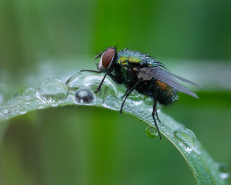 Fly After Rain