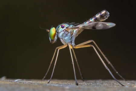 Green Long Legged Fly