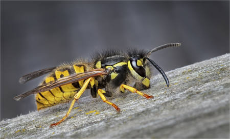Yellowjacket Collecting Material
