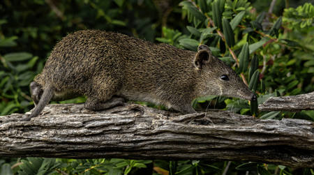 Foraging Southern Brown Bandicoot