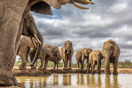 Elephants Around The Watering Hole