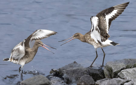 Godwit Squabble