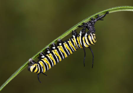 Danaus Plexippus Eating Exuvia