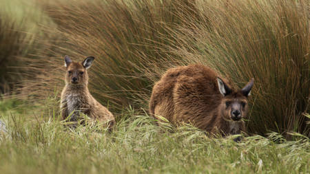 Coastal Roo And Joey In Tallgrass