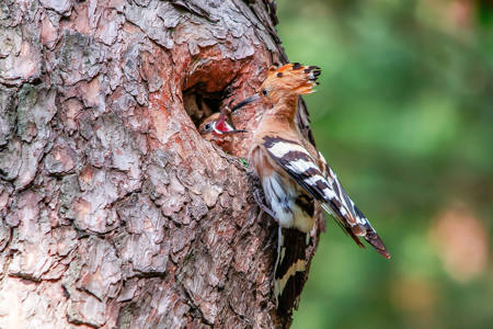 Feeding The Babybird 2