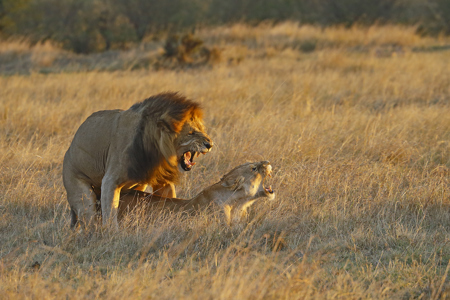 Lions Mate At Sunset