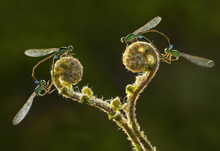 Damselfly 2