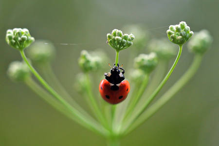Ladybug