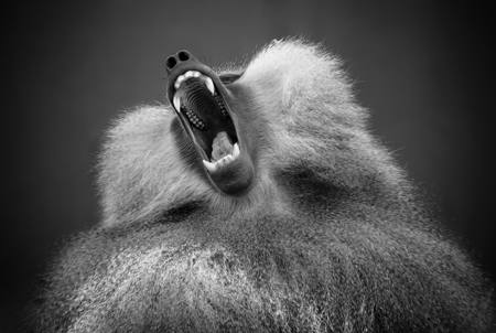 Yawning Baboon