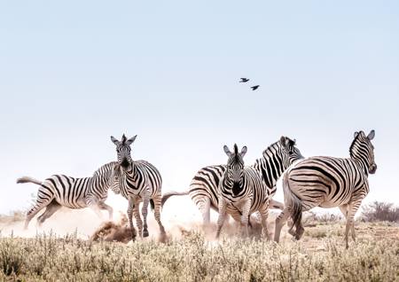 Zebra Play