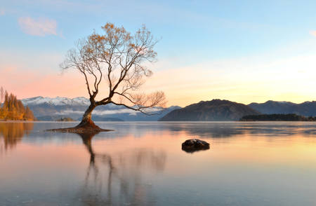 Tree In Autumn Light