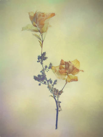 Beauty In The Remains