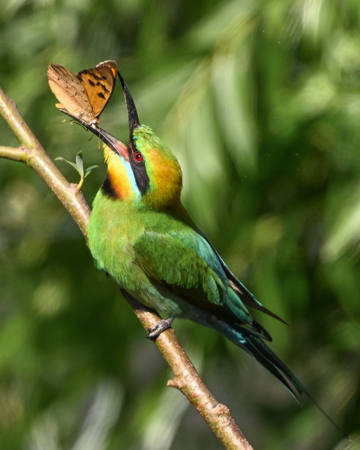 Bee -Eater Feeding On A Butterfly