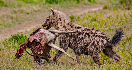 Carrying A Half Eaten Gazille