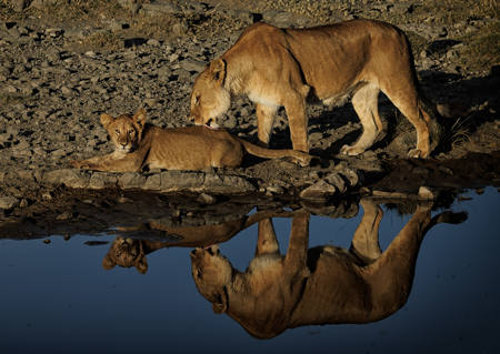 Lion Mother And Kid II