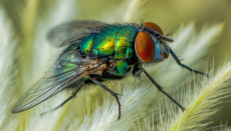 Calliphora Vomitoria