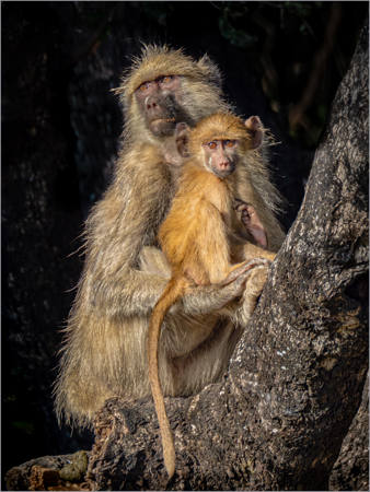 Olive Baboons