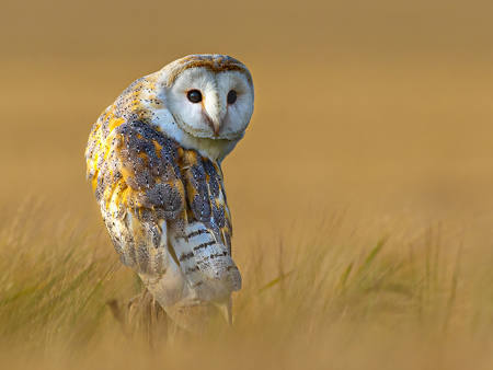 Barn Owl