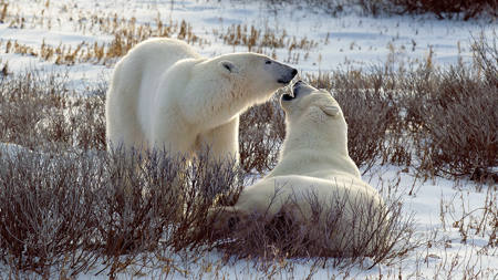 Polar Bear N15