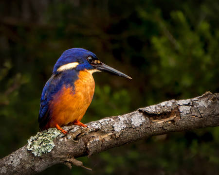 Azure Kingfisher