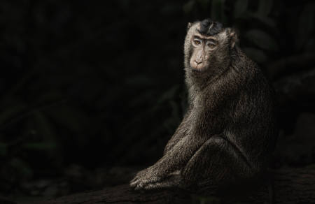 Pig-Tailed Macaque