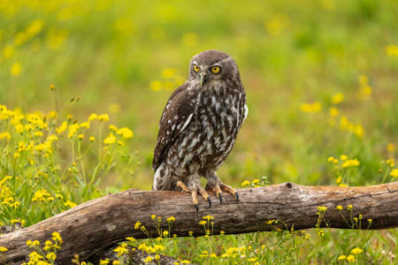 To Wait For Its Prey