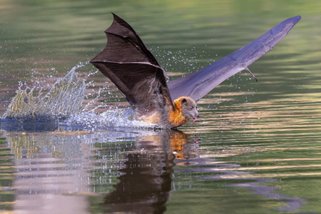 Bat Cooling Off